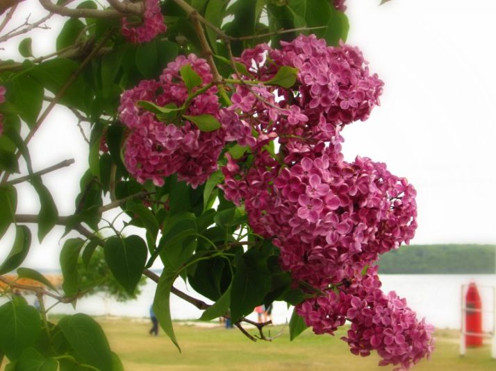 Lilacs on Mackinac Island