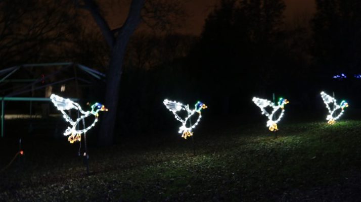 Mallard ducks at Vilas Zoo lights