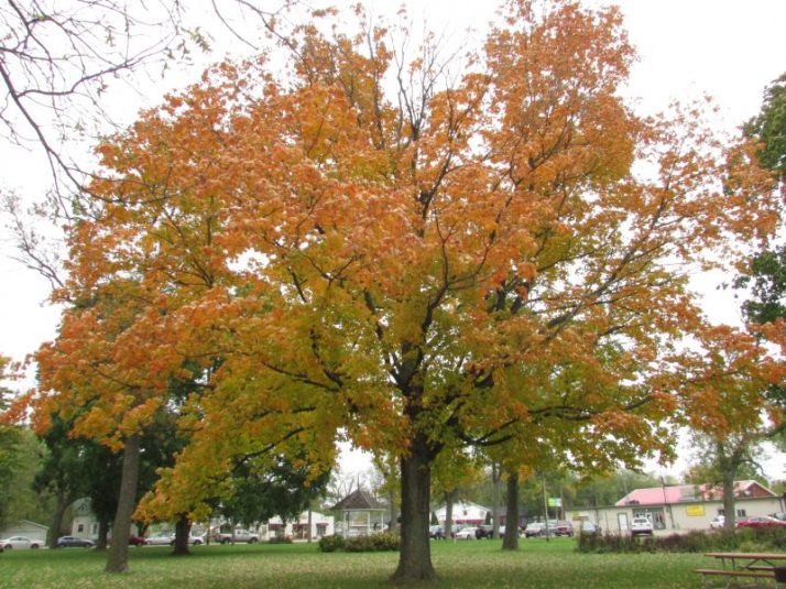 Fall Maple tree in Paoli